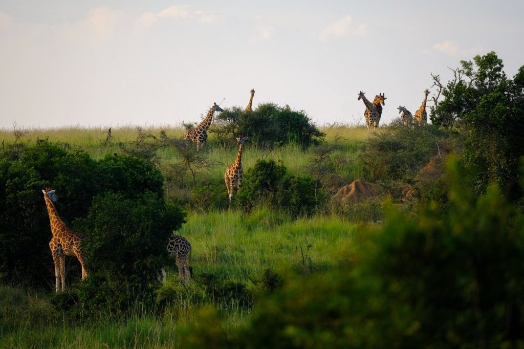 5 países de África donde realizar un gran Safari 2 5 países de África donde realizar un gran Safari Jirafas